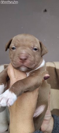 Eladó gyönyörű szép amerikai stafford terrier