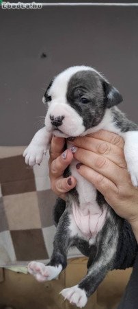 Eladó gyönyörű szép amerikai stafford terrier