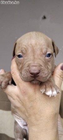 Eladó gyönyörű szép amerikai stafford terrier