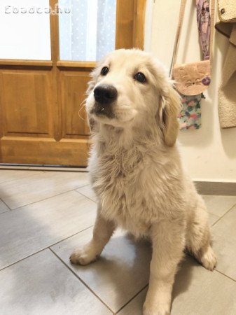 Golden retriever kölykök