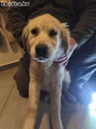 Golden retriever kölykök