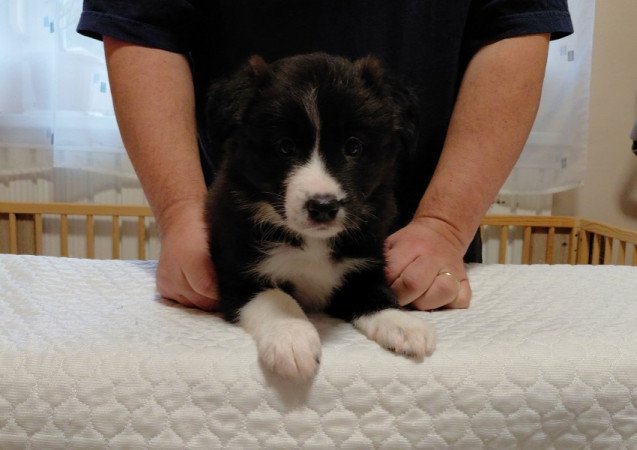 Border Collie