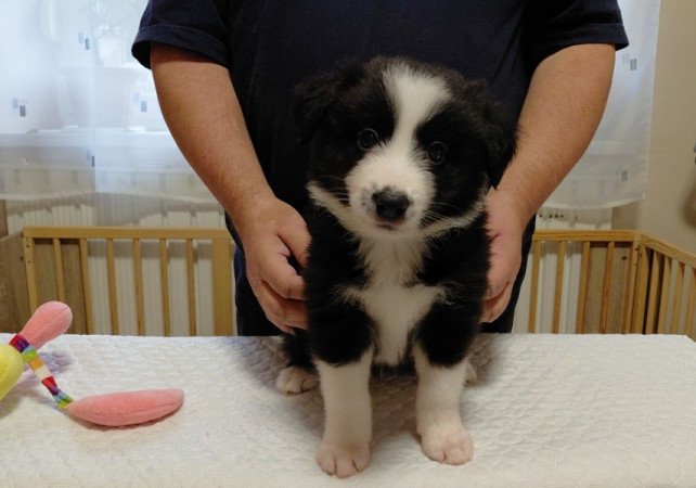 Border Collie