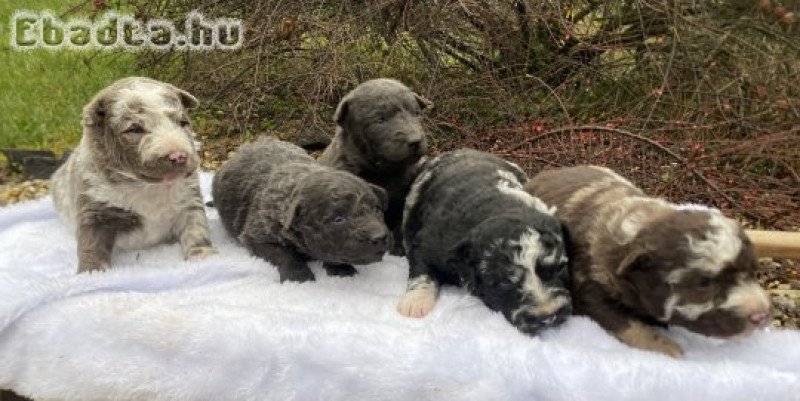 Mudi kiskutyák gazdit keresnek