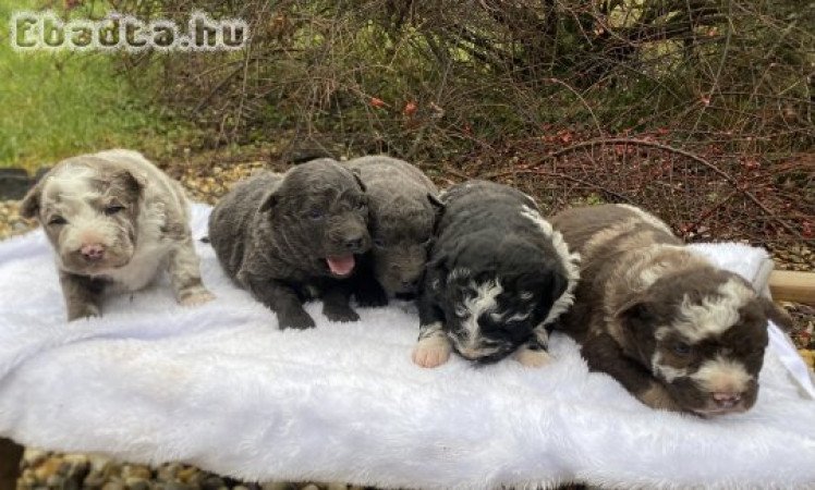 Mudi kiskutyák gazdit keresnek