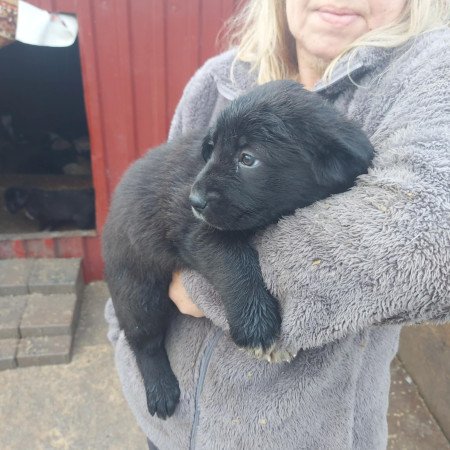 Közép ázsiai juhász kiskutyák.