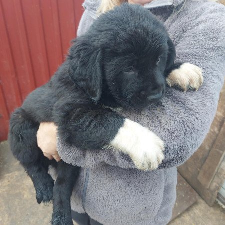 Közép ázsiai juhász kiskutyák.