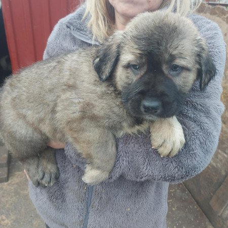 Közép ázsiai juhász kiskutyák.