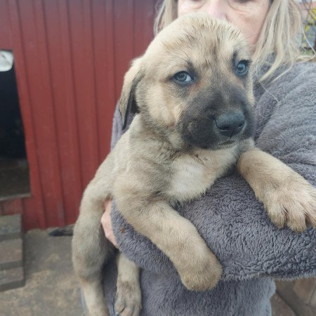 Közép ázsiai juhász kiskutyák.