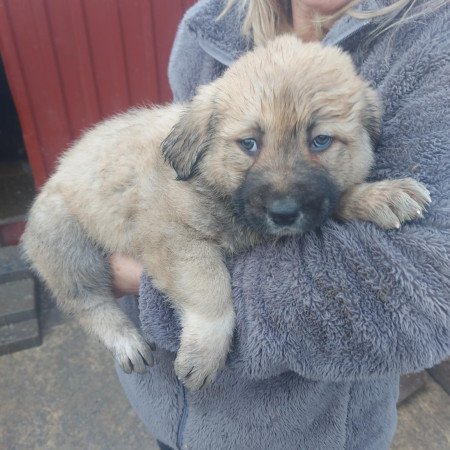 Közép ázsiai juhász kiskutyák.