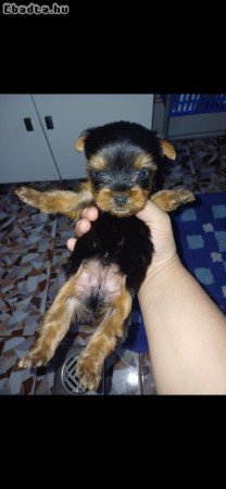 Yorki terrier bébi gazdisodna