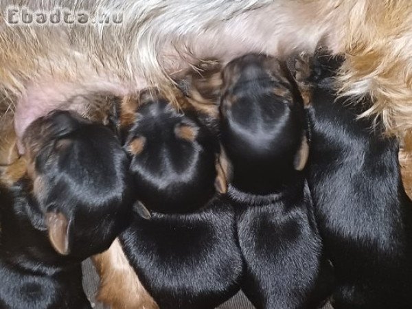 Yorki terrier bébi gazdisodna