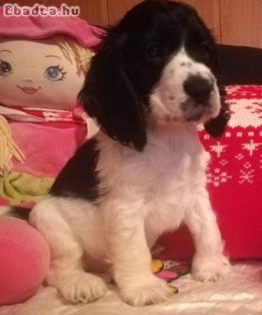 Angol Cocker Spániel kölykök új otthont keresnek