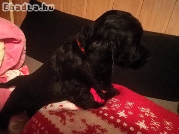 Angol Cocker Spániel kölykök új otthont keresnek