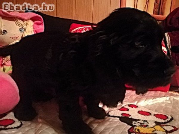 Angol Cocker Spániel kölykök új otthont keresnek