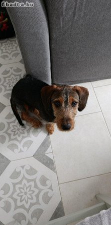 Fél éves drótszőrű Tacsi kan kölyök