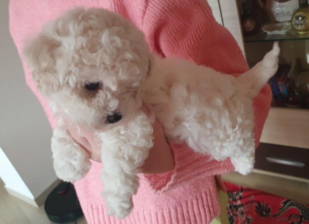 Bichon FRISÉ