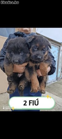 Németjuhász kiskutyák