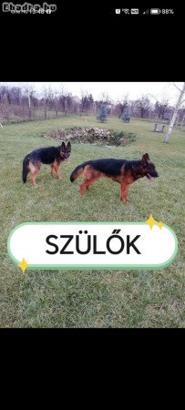 Németjuhász kiskutyák