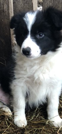 Border collie kiskutya