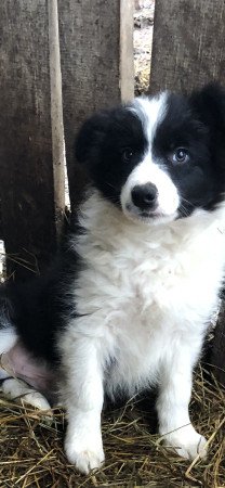 Border collie kiskutya