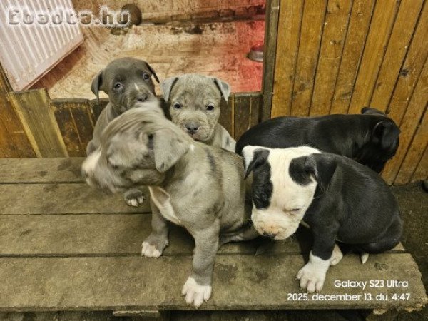 Amstaff staffordshire terrier, kék, merle, fekete