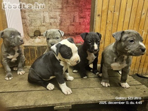 Amstaff staffordshire terrier, kék, merle, fekete