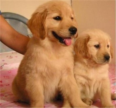 Golden retriever