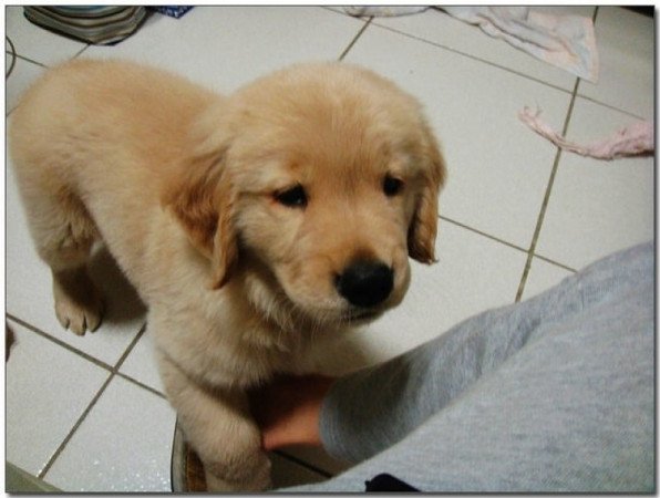 Golden retriever