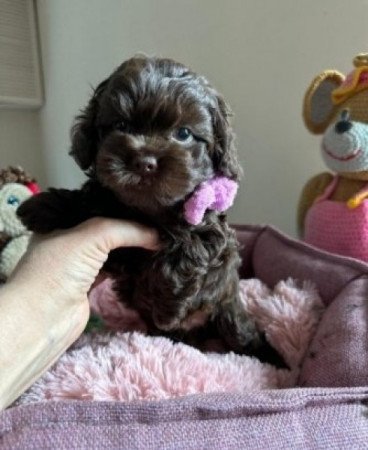 Bichon havanese