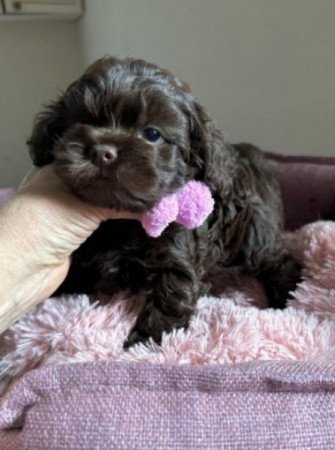 Bichon havanese