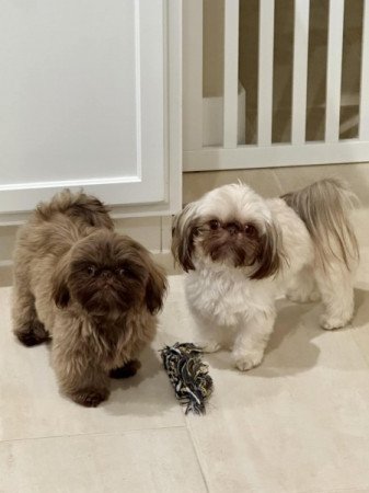 Shih tzu