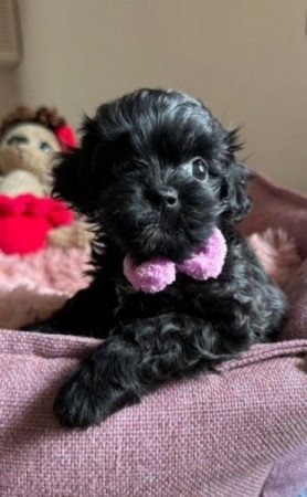 Bichon havanese