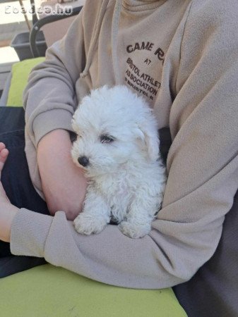 Bichon bolognese kiskutyák