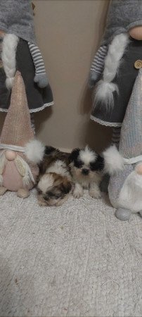 Shih -tzu