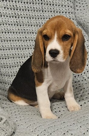 Beagle