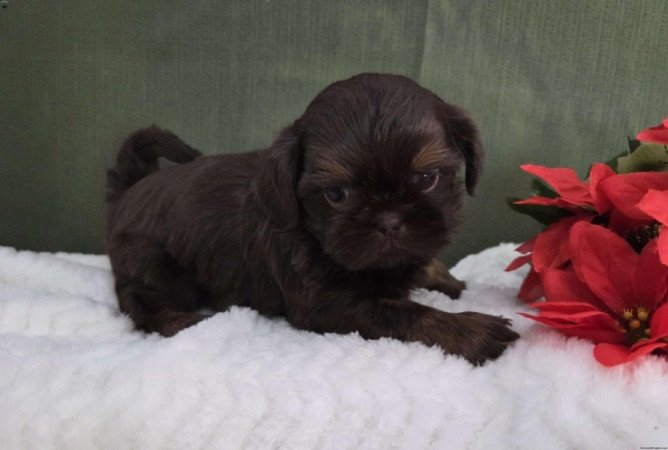 Shih tzu