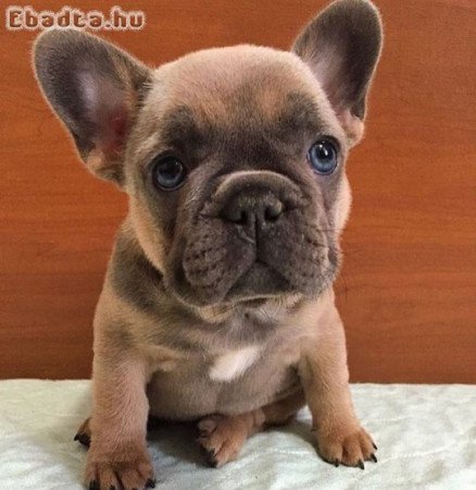 Francia bulldog kölykök