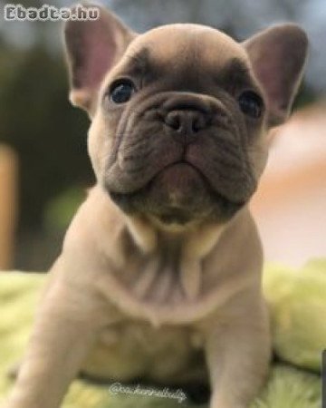 Francia bulldog kölykök