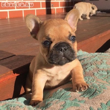 Francia bulldog kölykök