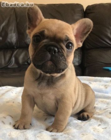 Francia bulldog kölykök