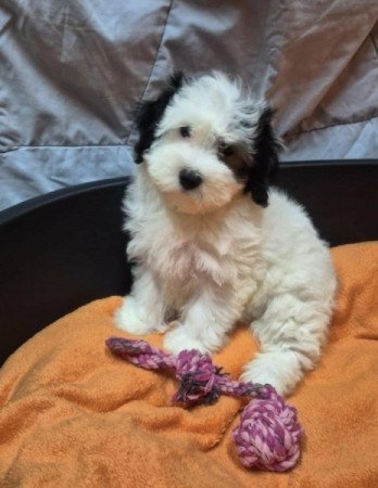 Bichon Havanese