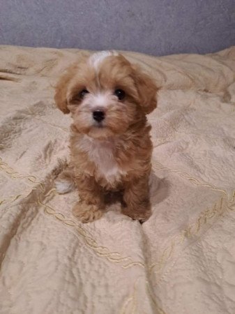 Máltai+uszkár=Maltipoo havanese bichon