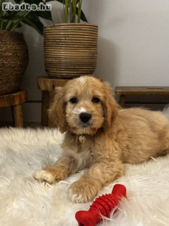 Cavapoo Kiskutya