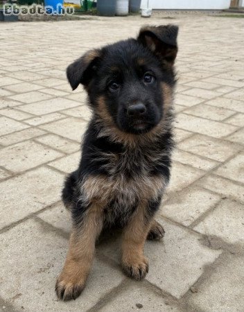 Német juhász szuka kölyök tenyésztőtől eladó