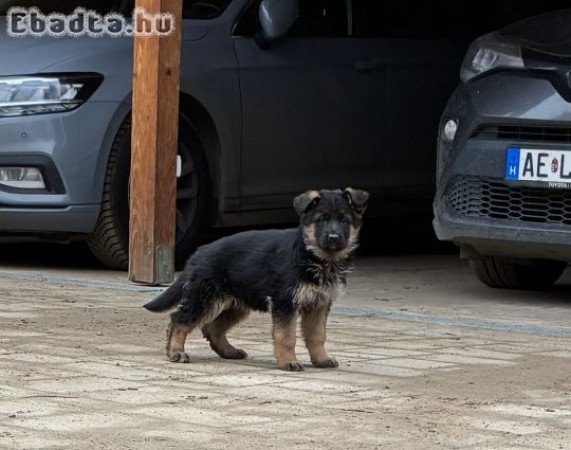 Német juhász szuka kölyök tenyésztőtől eladó