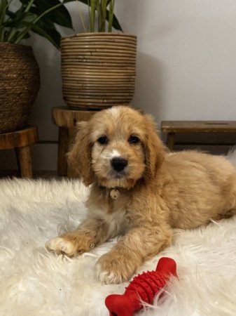 cavapoo