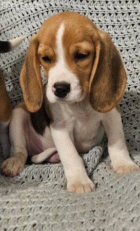 Törzskönyves beagle kiskutyák