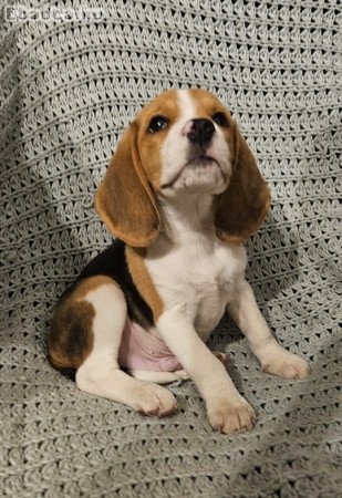 Törzskönyves beagle kiskutyák