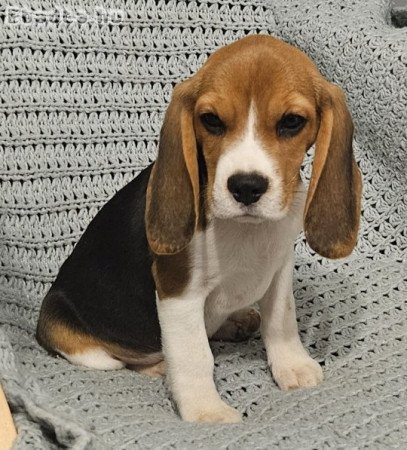 Törzskönyves beagle kiskutyák